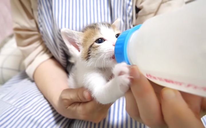 ミルクを飲む子猫