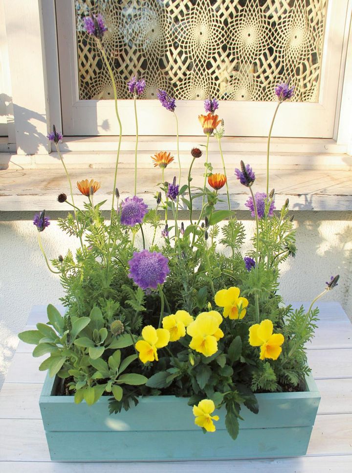 上の写真と同じ反対色の組み合わせ。明るい色で飛び出て見えるビオラ、花茎の長いスカビオサやラベンダーの浮遊感とともに、のびのびとした雰囲気。