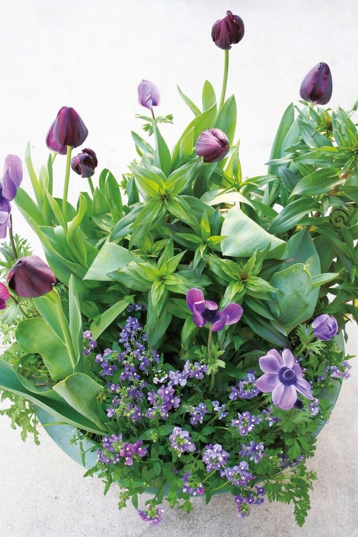 チューリップやアネモネ、ネメシアが咲き競い、チューリップが終わるころには同色のダイアンサスが咲き出す。