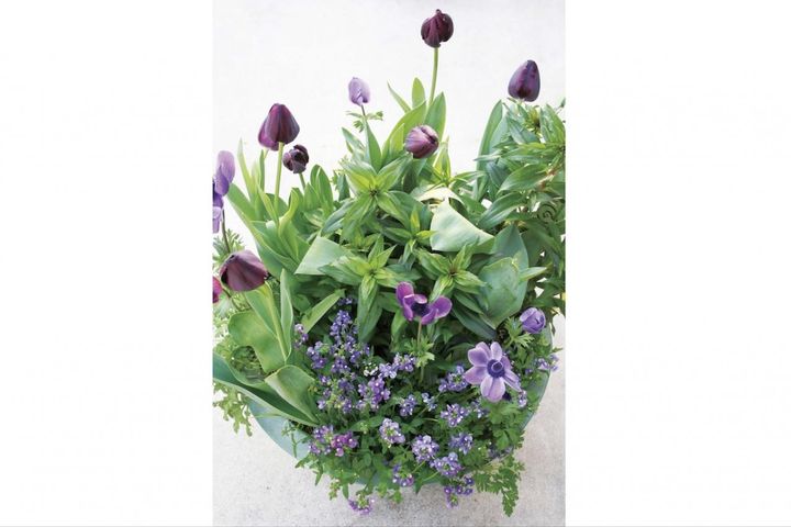  吉谷桂子さんの【寄せ植えQ&A】3〜4月におすすめなのは？ センスを磨くには？