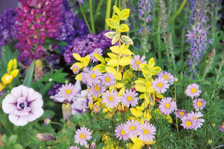 手前に明色のペチュニアとブラキカム、後ろに暗いルピナスを配置して遠近感を出す。紫の反対色、黄色のツルマサキが際立つ。