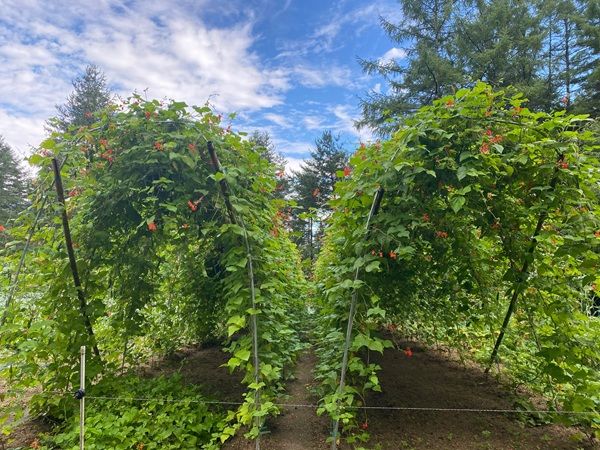 群馬県産の食材を使用した新感覚スイーツ「アイス花豆サンドウィッチ GUNMA」発売