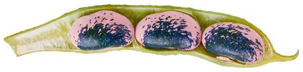 群馬県産の食材を使用した新感覚スイーツ「アイス花豆サンドウィッチ GUNMA」発売