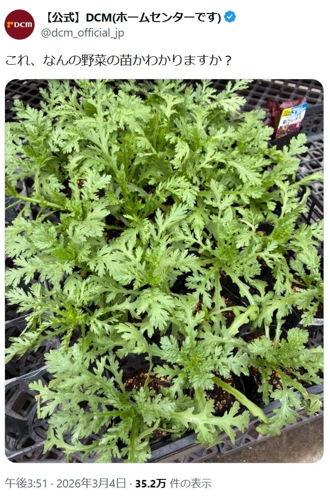 「DCM」の公式「X」アカウントより