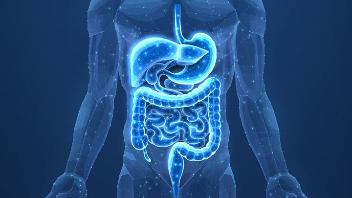 ヒトの消化器官