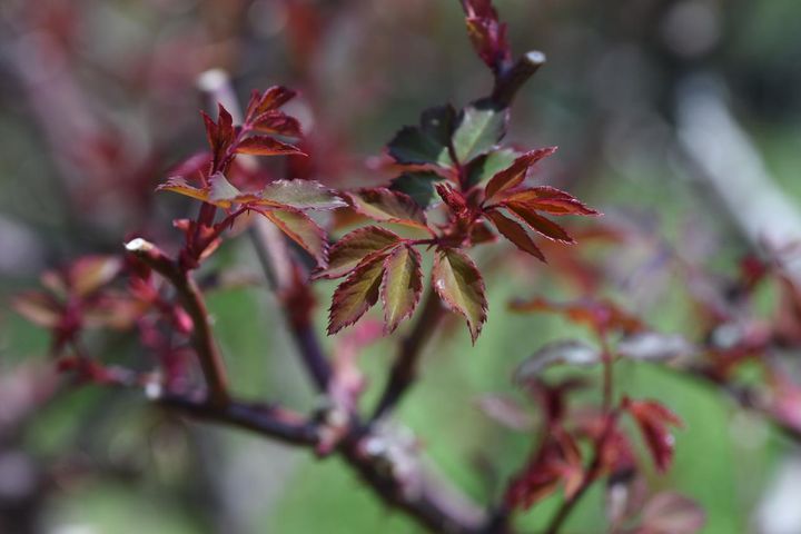 3月中旬過ぎのバラの芽。３㎝ほど葉が伸びて、葉が展開しようとしています。ここまで来たら、追肥を与えるベストな時期。