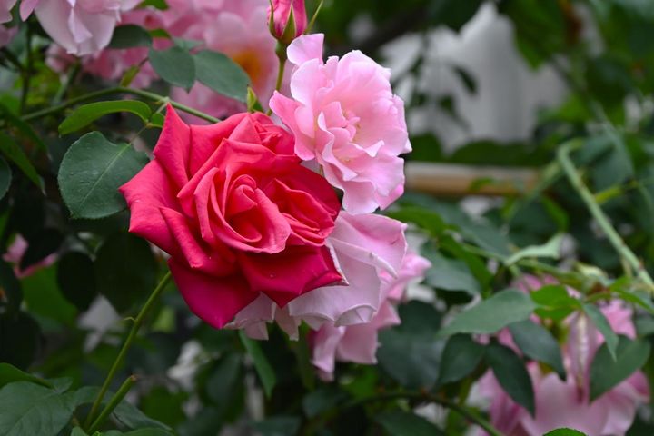 ローズガーデンで咲いていた朱赤の剣弁のバラと、甘いピンクのフリルがかかったセミダブル。珍しい組み合わせが新鮮です。