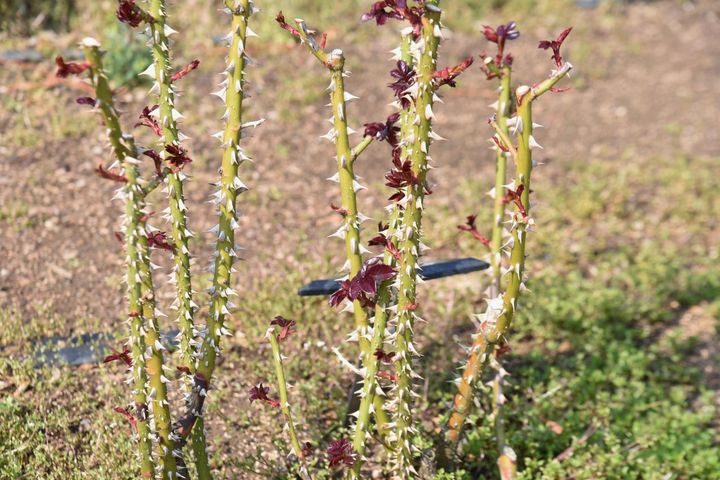 気候にもよりますが、3月上旬のバラの芽の状態はこんなふう。そろそろ追肥を与えてもよいけれど、焦らずにもう少し待ってもOK。