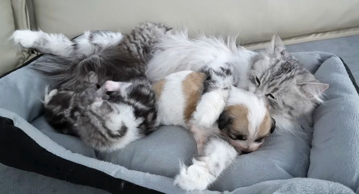 子犬を世話する猫