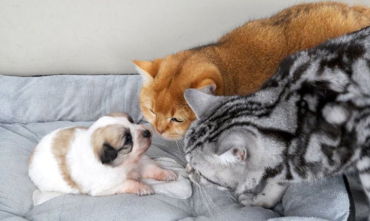 子犬が気になる猫達