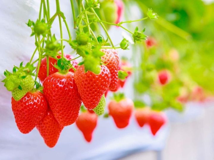 All About ニュース編集部が全国250人を対象に実施した「いちご狩りに関するアンケート」の調査結果から、好き＆行ってみたい「埼玉県のいちご狩りスポット」ランキングを発表！ 2位「上里いちご＆トマト園」を抑えた1位は？