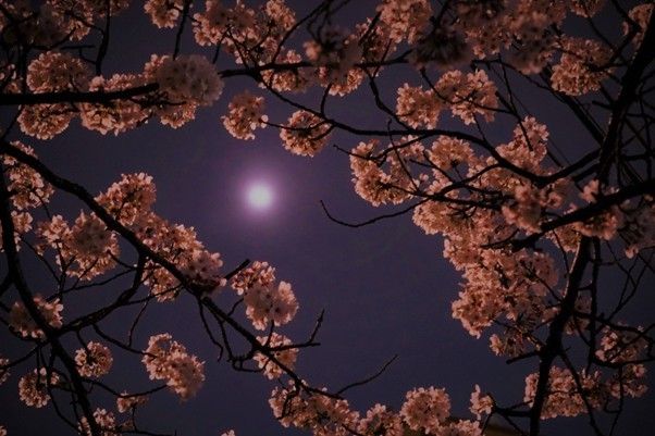 夜桜