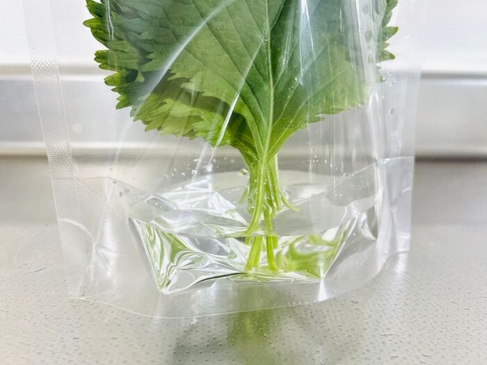 【セリア】大人気アイテムが袋タイプに進化！「自立してすっきり収納」「もうシナシナさせない」