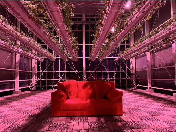 温室「宙苺」夜のライトアップ