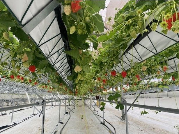 リッチフィールドアグリタウンは「Entertainment(遊ぶ)」「Educatinon(学ぶ)」「Ecology(環境を考える)」の3つのEをテーマに、農業を通じていろいろな体験ができる場所