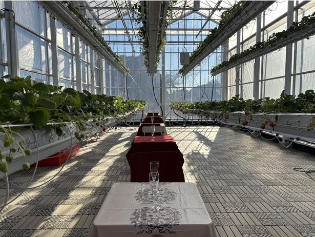 いちごシャンパンを飲みながら昼カフェ