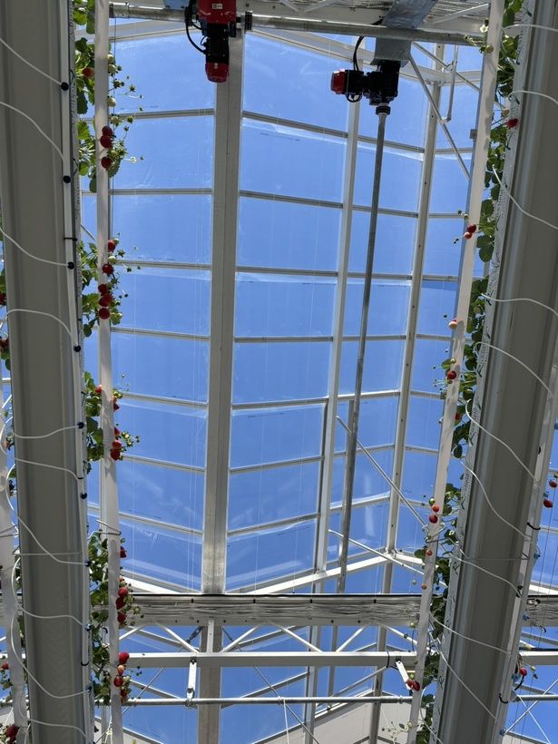 ブランド温室「宙苺」の天井高は7.5メートル