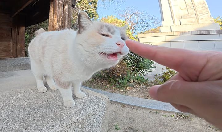 神社で出会った猫