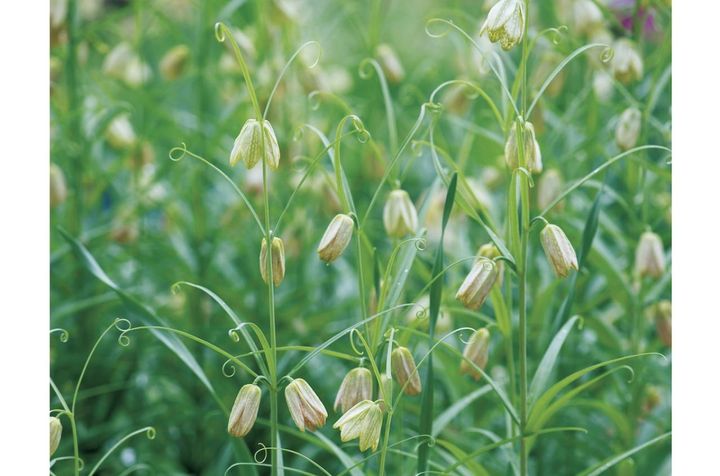 3月8日の花とは？【366日の誕生花と幸せの花言葉】