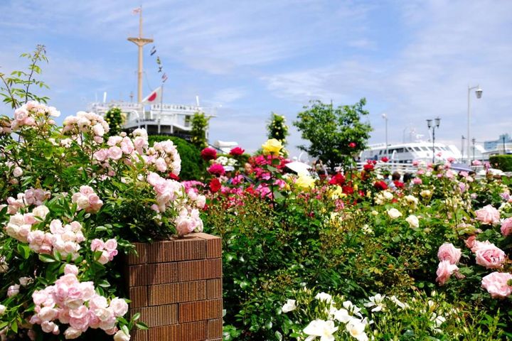 横浜はバラの街でもあります。山下公園は豪華客船とバラが楽しめる公共の公園。手入れも行き届き、人々の憩いの場となっています。