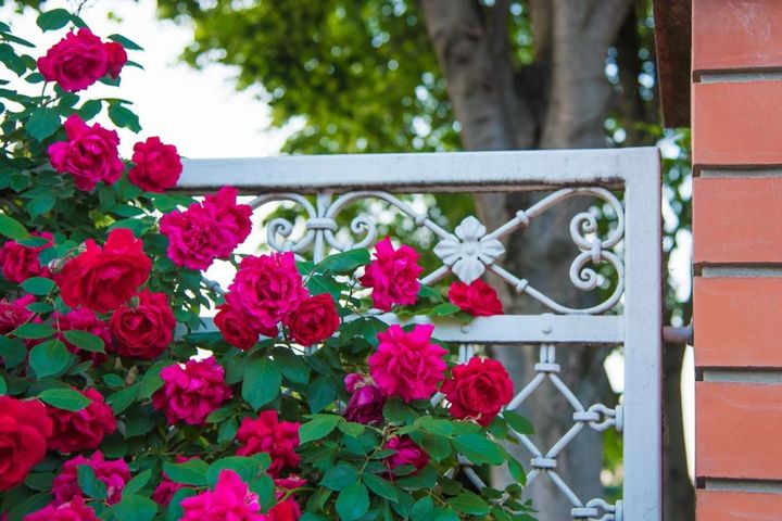 しっかりとした造りのフェンスにシュラブタイプの赤いバラを。フェンスとバラの相性の良さときたら、互いに欠かせない存在です。