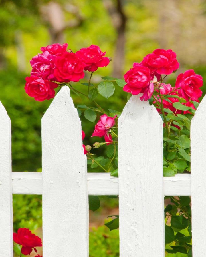 白い木製のフェンスに小輪の赤いバラがアクセントを添えます。素朴でカジュアルな情景ですが、バラのある幸せな家庭のイメージ。