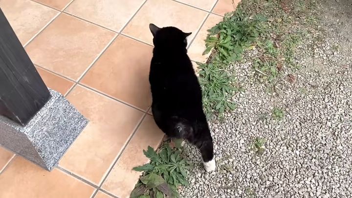 猫の後ろ姿