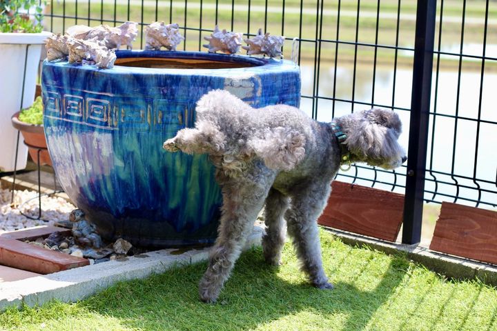 犬が散歩時、電柱や壁におしっこをするのはやむを得ない？（画像はイメージ）