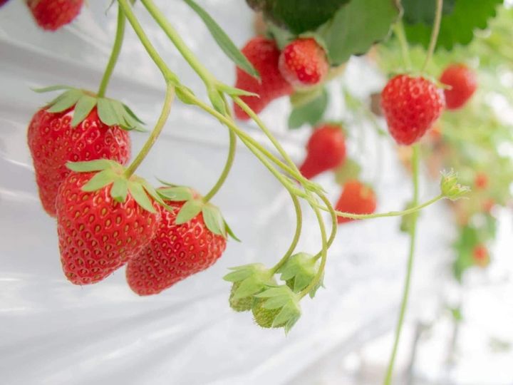 All About ニュース編集部が全国250人を対象に実施した「いちご狩りに関するアンケート」の調査結果から、好き＆行ってみたい「群馬県のいちご狩りスポット」ランキングを発表！ 2位「strawberry lab〜farmlab ikaho factory〜」を抑えた1位は？