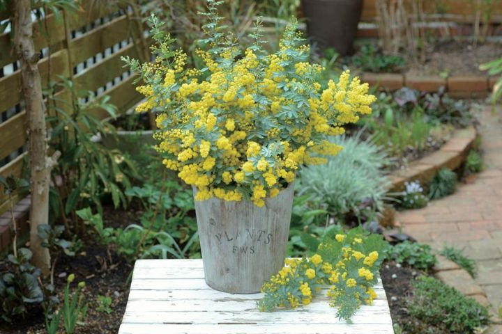 初心者でも簡単に育てられる！鉢植えで楽しむ【ミモザ】植えつけプロセスを公開