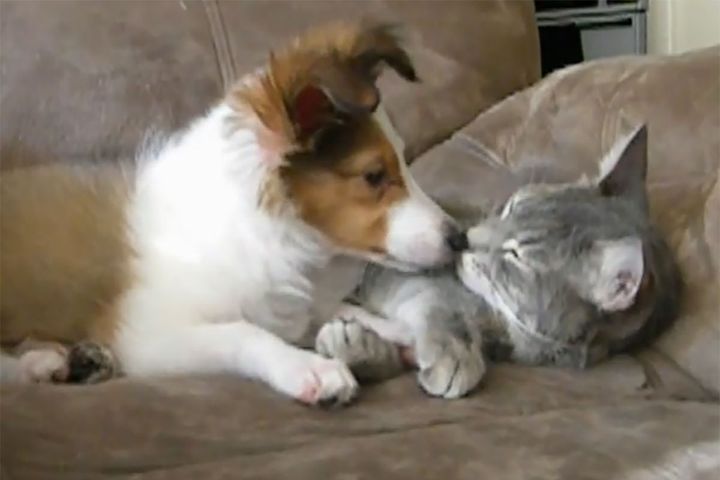 犬と猫は果たして仲良くできるのか？