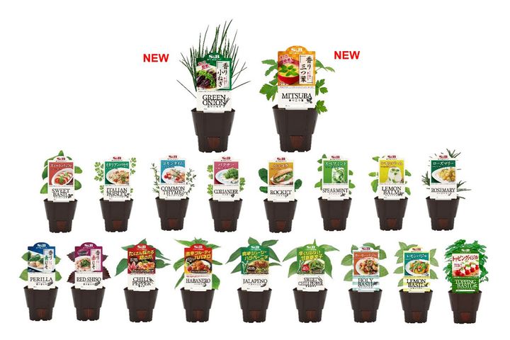 「S&Bハーブ苗」全19種