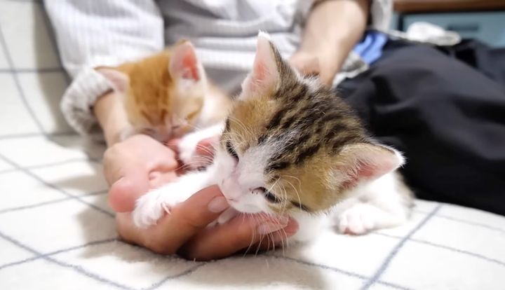 指を吸う子猫達