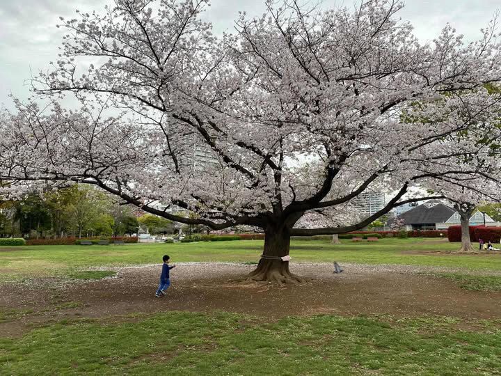 桜の季節に訪れたい♪木場公園内にある木のぬくもりを感じるカフェ「Park Community KIBACO」