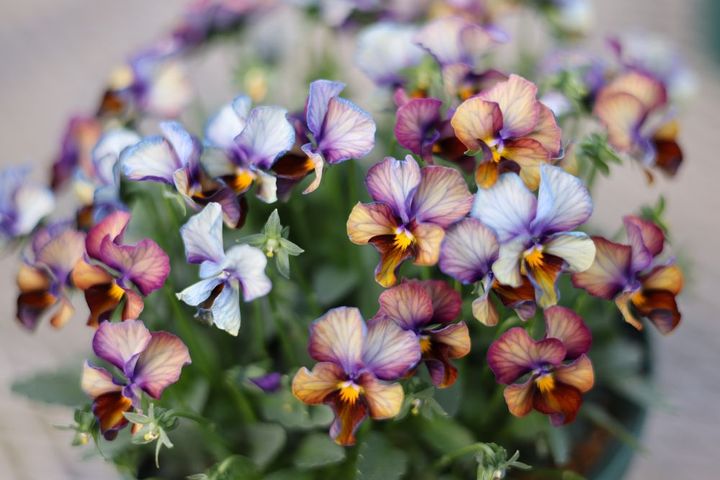 サトウ園芸のビオラ