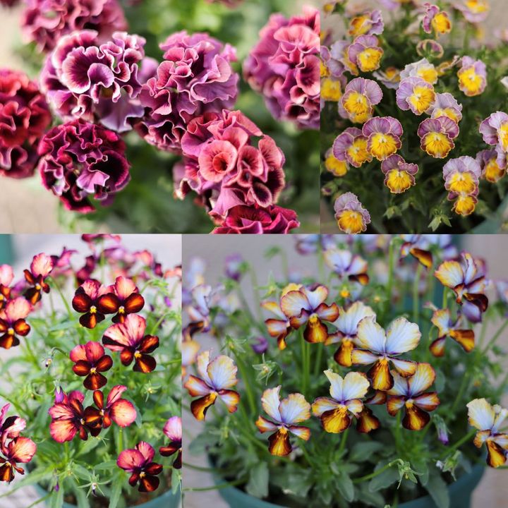 サトウ園芸のビオラ