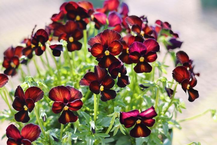 サトウ園芸のビオラ