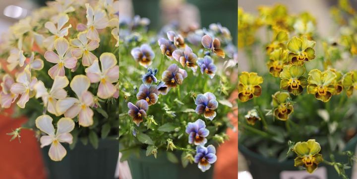 ビオラの新品種