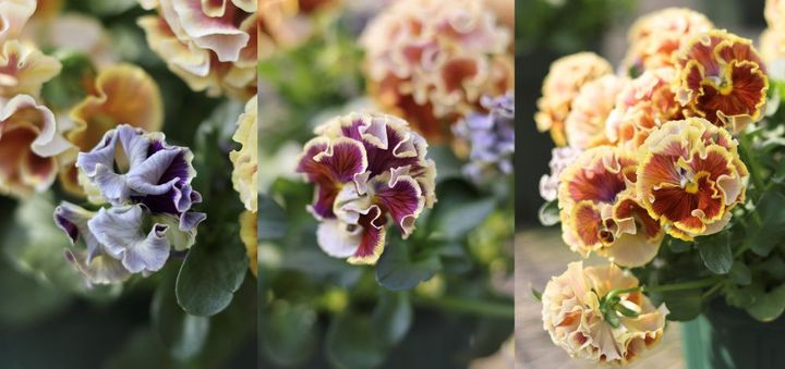 サトウ園芸のビオラ