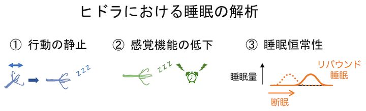 睡眠様状態がヒドラにも存在しているのかどうかを調べる