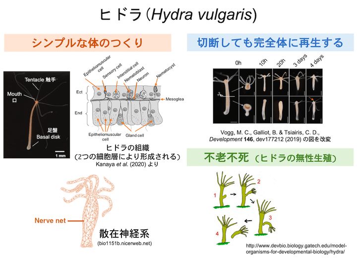ヒドラの構造と特徴