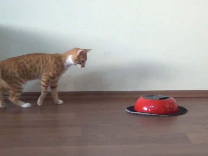 「Kitten fights with cleaning robot」のワンシーン（出典：walter santi）
