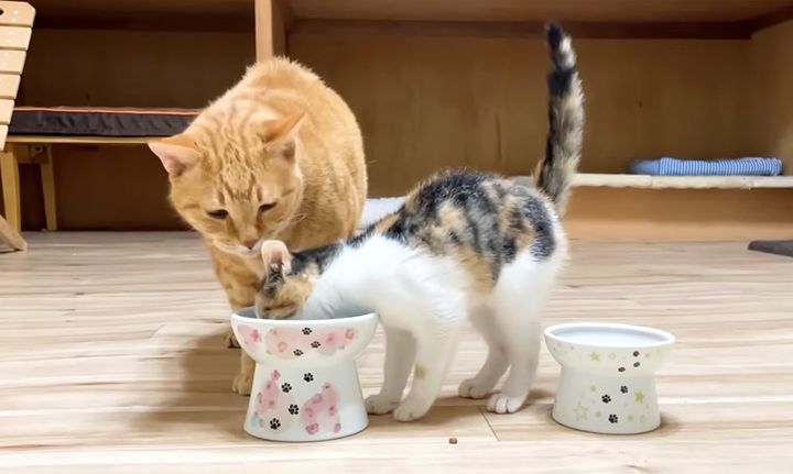 先住猫のご飯を奪う子猫