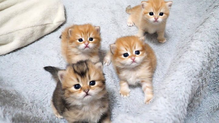 見つめてくる子猫達