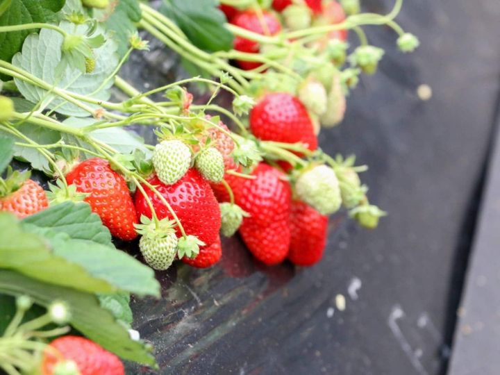 All About ニュース編集部が全国250人を対象に実施した「いちご狩りに関するアンケート」の調査結果から、好き＆行ってみたい「茨城県のいちご狩りスポット」ランキングを発表！ 2位「深作農園」を抑えた1位は？