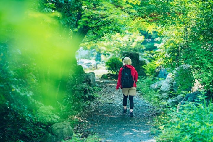 森の中で登山する女性の後ろ姿 ハイキング、トラッキング