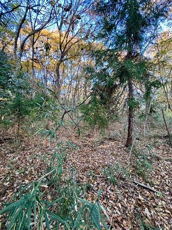 【栃木県大田原市】森林レンタルサービスフォレンタの新エリアがオープン。自分のスタイルで森を楽しむ