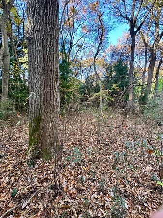 【栃木県大田原市】森林レンタルサービスフォレンタの新エリアがオープン。自分のスタイルで森を楽しむ