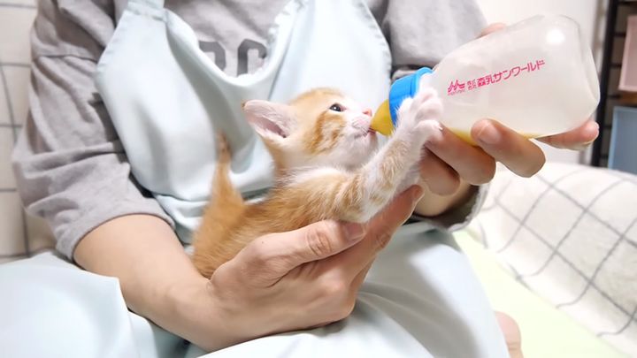 ミルクを飲む子猫