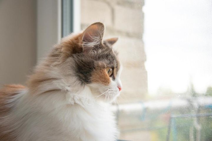 【猫の実話】抱っこは嫌いだけど、飼い主を視界に入れておきたい—若干面倒なタイプの猫に救われた話